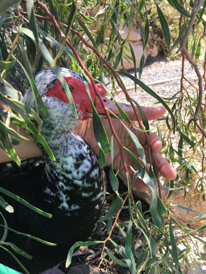 라 파레드 Casa Madre Tierra 아파트 외부 사진